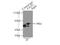 Cleavage Stimulation Factor Subunit 1 antibody, 10064-2-AP, Proteintech Group, Immunoprecipitation image 