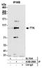TTK Protein Kinase antibody, A300-296A, Bethyl Labs, Immunoprecipitation image 