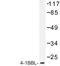 TNF Superfamily Member 9 antibody, LS-C176760, Lifespan Biosciences, Western Blot image 