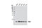 Endosulfine Alpha antibody, 8770S, Cell Signaling Technology, Western Blot image 