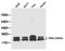 NME/NM23 Nucleoside Diphosphate Kinase 1 antibody, orb129706, Biorbyt, Western Blot image 