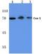 Prostaglandin-Endoperoxide Synthase 1 antibody, A00811S585, Boster Biological Technology, Western Blot image 