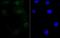 Retinoid X Receptor Alpha antibody, A01299, Boster Biological Technology, Immunocytochemistry image 