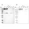 SON DNA Binding Protein antibody, PA5-54814, Invitrogen Antibodies, Western Blot image 