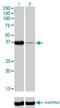 POU Class 6 Homeobox 1 antibody, H00005463-M01, Novus Biologicals, Western Blot image 