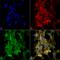 Citrulline antibody, LS-C775587, Lifespan Biosciences, Immunocytochemistry image 