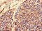REST corepressor 3 antibody, LS-C397028, Lifespan Biosciences, Immunohistochemistry paraffin image 