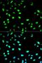 Cell Division Cycle 20 antibody, LS-B12892, Lifespan Biosciences, Immunofluorescence image 