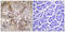 Ezrin antibody, LS-C199272, Lifespan Biosciences, Immunohistochemistry frozen image 