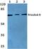 Frizzled Class Receptor 8 antibody, A06680-1, Boster Biological Technology, Western Blot image 