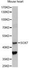 SRY-Box 7 antibody, LS-C749919, Lifespan Biosciences, Western Blot image 
