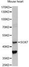 Transcription factor SOX-7 antibody, LS-C749919, Lifespan Biosciences, Western Blot image 