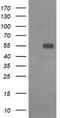 CD33 Molecule antibody, TA506348AM, Origene, Western Blot image 