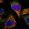 Oxysterol Binding Protein 2 antibody, HPA021514, Atlas Antibodies, Immunofluorescence image 