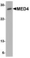 Mediator Complex Subunit 4 antibody, MBS151311, MyBioSource, Western Blot image 