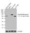 Acetylcholinesterase antibody, MA3-041, Invitrogen Antibodies, Western Blot image 