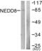 NEDD8 Ubiquitin Like Modifier antibody, abx013221, Abbexa, Western Blot image 