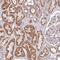 RMD5A antibody, HPA046795, Atlas Antibodies, Immunohistochemistry frozen image 