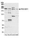 Rap Guanine Nucleotide Exchange Factor 2 antibody, A301-966A, Bethyl Labs, Western Blot image 