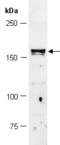 Tet Methylcytosine Dioxygenase 3 antibody, R1092-2a, Abiocode, Western Blot image 