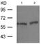 ETS Transcription Factor ELK1 antibody, ab131465, Abcam, Western Blot image 