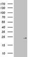 Mitochondrial Ribosomal Protein L13 antibody, CF803030, Origene, Western Blot image 