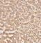 HPS4 Biogenesis Of Lysosomal Organelles Complex 3 Subunit 2 antibody, FNab04000, FineTest, Immunohistochemistry paraffin image 