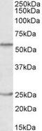 POU Class 2 Homeobox 2 antibody, MBS422992, MyBioSource, Western Blot image 