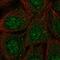 Protein Kinase C And Casein Kinase Substrate In Neurons 1 antibody, HPA055491, Atlas Antibodies, Immunofluorescence image 