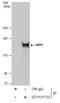 IARS antibody, GTX131733, GeneTex, Immunoprecipitation image 