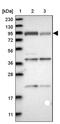 Niban Apoptosis Regulator 2 antibody, PA5-54371, Invitrogen Antibodies, Western Blot image 