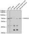 VANGL Planar Cell Polarity Protein 2 antibody, A04309, Boster Biological Technology, Western Blot image 