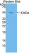 Heparan sulfate 2-O-sulfotransferase 1 antibody, LS-C373620, Lifespan Biosciences, Western Blot image 