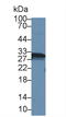 Carbonic Anhydrase 1 antibody, LS-C297459, Lifespan Biosciences, Western Blot image 