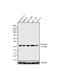 Syntaxin 6 antibody, 701823, Invitrogen Antibodies, Western Blot image 