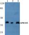 Purinergic Receptor P2Y14 antibody, A09607-1, Boster Biological Technology, Western Blot image 