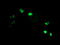 Leukocyte Receptor Cluster Member 1 antibody, LS-C173058, Lifespan Biosciences, Immunofluorescence image 