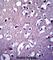 Dynactin Subunit 4 antibody, abx027400, Abbexa, Western Blot image 