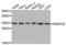 Synaptosome Associated Protein 29 antibody, LS-C333206, Lifespan Biosciences, Western Blot image 