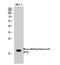 Histone H3 antibody, STJ90109, St John