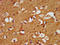 Crystallin Mu antibody, LS-C670697, Lifespan Biosciences, Immunohistochemistry paraffin image 