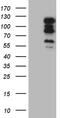 Teashirt Zinc Finger Homeobox 1 antibody, CF809980, Origene, Western Blot image 