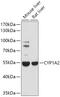 Cytochrome P450 Family 1 Subfamily A Member 2 antibody, GTX64497, GeneTex, Western Blot image 
