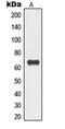Torsin 1A Interacting Protein 1 antibody, LS-C353382, Lifespan Biosciences, Western Blot image 