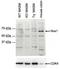 NADPH Oxidase 1 antibody, TA311375, Origene, Western Blot image 