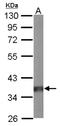 Serine/threonine-protein phosphatase 2A activator antibody, NBP1-31266, Novus Biologicals, Western Blot image 
