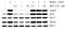 BCL2 Binding Component 3 antibody, A04899-1, Boster Biological Technology, Western Blot image 