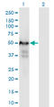 Pleiotropic Regulator 1 antibody, LS-C197925, Lifespan Biosciences, Western Blot image 