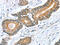 Syntaxin Binding Protein 1 antibody, CSB-PA088228, Cusabio, Immunohistochemistry frozen image 