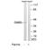 G Protein Subunit Beta 5 antibody, TA315093, Origene, Western Blot image 